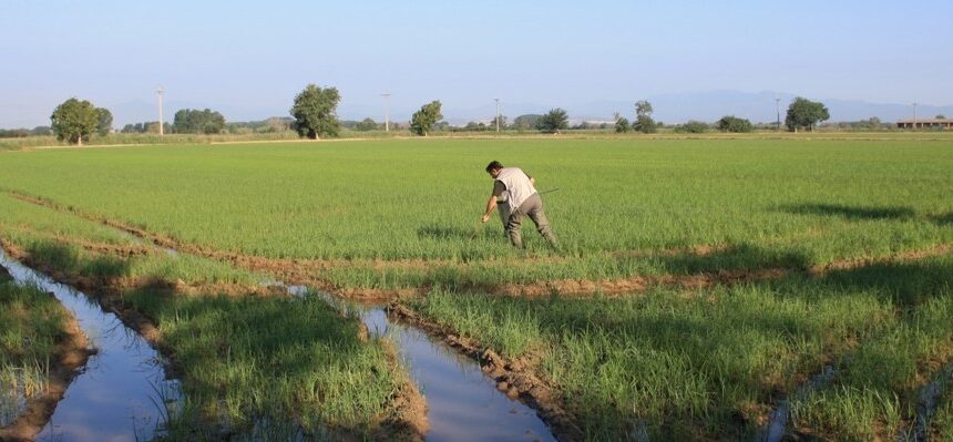 Test di campo