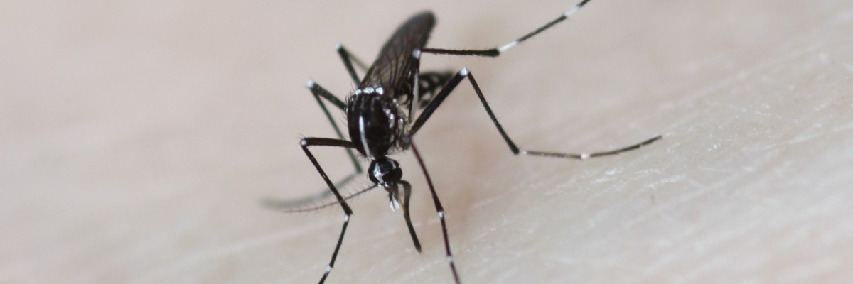 Casi autoctoni di Dengue in Provincia di Vicenza